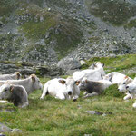 Au col vers le Lago Chiaretto, ça rumine...