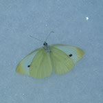 Papillon échoué sur le glacier de Turtmann