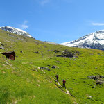 En montant à la Cabane Tracuit, à Combautanna