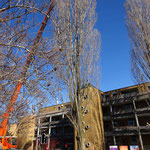 Henzelmann's Baumpflege AG