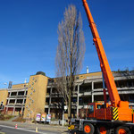 Henzelmann's Baumpflege AG