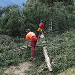 Henzelmann's Baumpflege AG