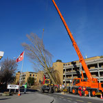 Henzelmann's Baumpflege AG