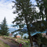 Henzelmann's Baumpflege AG