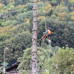 Henzelmann's Baumpflege AG