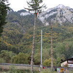 Henzelmann's Baumpflege AG