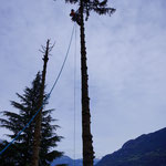 Henzelmann's Baumpflege AG