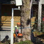 Henzelmann's Baumpflege AG