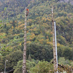 Henzelmann's Baumpflege AG