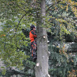 Henzelmann's Baumpflege AG