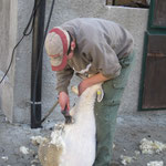 Tobias beim Schafscheren 
