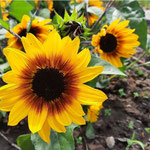 Sonnenflower