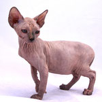 Blue/Cream Tortie Mink Female -"Electra"  - PA