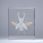 AVAILABLE "stag do" engraved and gilded optical crystal 21x17x7cms