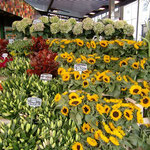 Many Different Kinds of Flowers and Dutch Souvenirs
