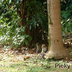 Bukit Timah Nature Reserve - Free to Enter and Watch Monkeys