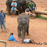 Baby Elephant Massages a Boy at Maesa Elephant Camp in Chiang Mai