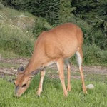 Bambi in Grouse Mountain