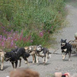 A Free Sled Dog Show in Denali National Park