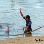 Underwater World & Dolphin Lagoon - Pink Dolphin Performance