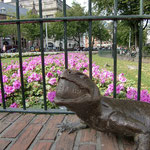 Why Iguana Statues on the Leidseplein?