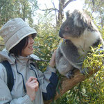 Adelaide - Koala Encounter
