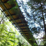 Treetops Adventure - Cable bridge