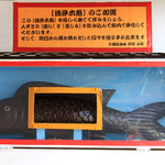 清浄木魚