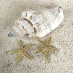 Seestern Ohrstecker Gold mit Diamant