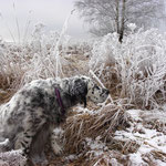 Frosty Setter