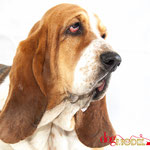 Juliette - Réf 310508 - Basset Hound - F - Tournage & Photos - Rem : Obéissance - Donne la patte - 