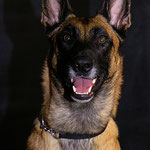 Opale - Réf 144080317 - Berger belge malinois - F - 2015 - Rem : Obéissance avancée - Global Ring - Tricks - Nage volontiers - 