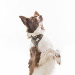 Maxim - Réf 270919A - X Border collie - M - Photos uniquement - Rem : Fait le beau - Pan t'es mort - Tape là