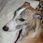 I'm - Réf 77251116 - Lévrier whippet - M - 08/2009 - Obéissance de base - Tricks - Dogdancing - Coursing 