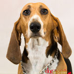 Max - Réf 100823 - Basset artésien - M - Photos uniquement