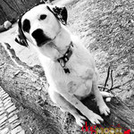 Cookie - Réf 030410/16 - Labrador X dalmatien - F - Tournages & Photos - Rem : obéissance +++ - Expérience