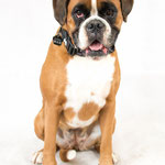 Luna - Réf : 200718 - Boxer - F - Tournage & Photos - Rem : Obéissance - Agility 