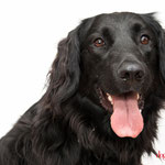 Tanya - Réf 240524 - X Flatcoated retriever - F - Photos uniquement - Rem : Obéissance - Donne la patte - Très gentille 