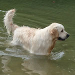  Jump - Réf 82021216 - Golden retriever - M -11/2014 - Obéissance de base - Rem : sociable - gourmand - apprend vite 