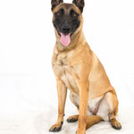 Luna - Réf 260714 - Malinois - F- Tournage & Photos - Rem : mondioring
