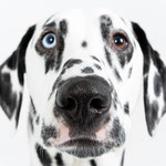 Jazz - Réf 247100717 - M - Dalmatien - Tournage et photos - Rem : expérience en shooting