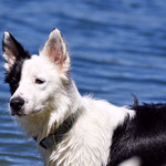 Luigi - Réf 186100417 - Border Collie - M - Obéissance de base - Rem : Canicross