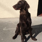 Marley - Réf 183310317 - Flat Coat Retriever - M - 2016 - Obéissance de base - 