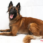 L'Kara - Réf 240509 - Tervueren - F - Tournage & Photos - Rem : Chien de défense - Obéissance +++