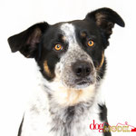 Gibbs - Réf 070611 - X Border Collie - M - Tournage & Photos - Rem : Obéissance +++