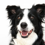 Jaïra - Réf 240529 - Border Collie -F - Tournage & Photos - Rem : Saute à bras - Agility 