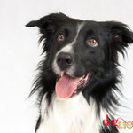 Flash - Réf 070608 - Border collie - Tournage & photos - Rem : Agility - Tricks