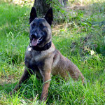 Odax - Réf 140808/16 - Malinois M - 2015 - Tournages & Photos - Obéissance +++ - Mordant, aboie sur commande, donne la patte, etc