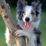  Iska - Réf 84021216 - Border collie - F - 07/2013 - Obéissance: Brevet - Rem : Tricks - Dogdancing - troupeau - connait au moins 70 ordres  