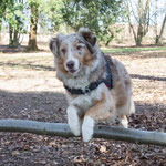 Easy - Réf 58151116 - Berger australien - F - 10/2012 - Obéissance avancée - Rem :  Tricks - Dogdancing - Elle "chante" 